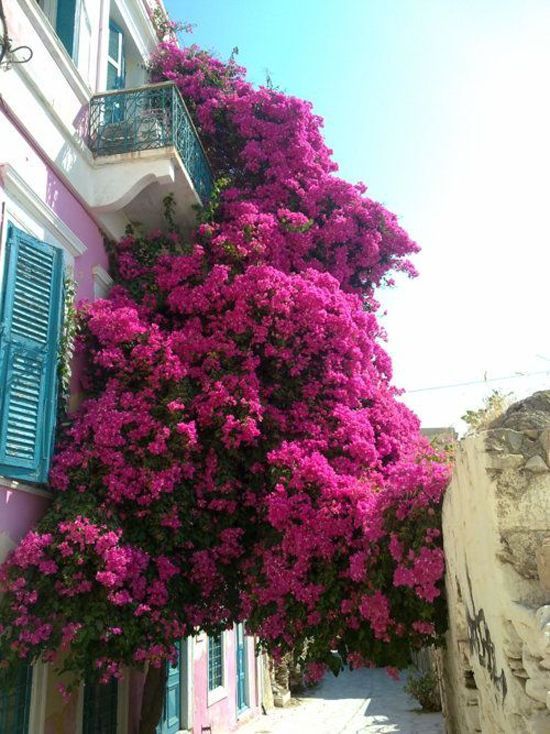 Shorena Ratiani Art — Beautiful bougainvillea Source:...