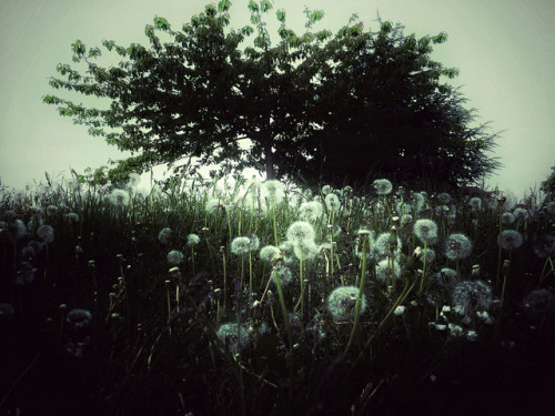 unnaturalmagic:Dandelion Clocks by emmaporium on Flickr.