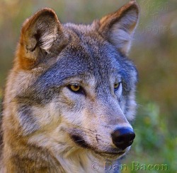 wolfsheart-blog:  Beautiful Eyes by Dan Bacon 