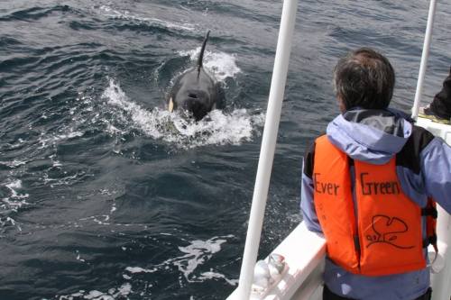 More recent sightings off the Shiretoko Peninsula 05.20.2015~05.21.2015Images by Shiretoko Nature Cr