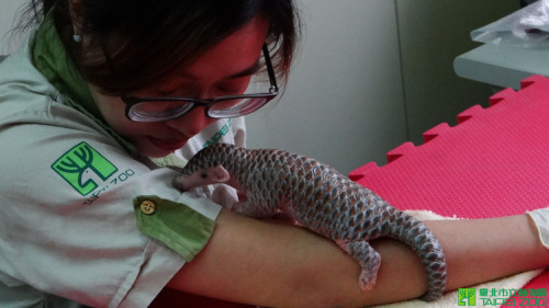 laughingsquid:Tiny Newborn Pangolin Gets Fed, Bathed and Cuddled at the Taipei Zoo in Taiwan