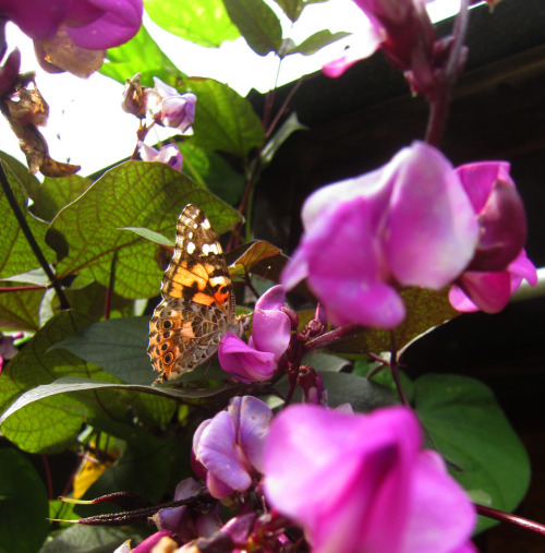 October 2015 - Butterfly on the Hyacinth Bean VineThe garden is winding down, but these are still go