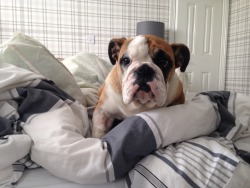 bulldog-prince:  A few days ago Winnie’s