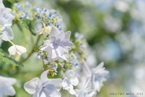 Hydrangea ‘Starmine’Posted; June 11, 2022