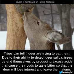 mindblowingfactz:    Trees can tell if deer