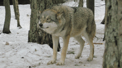 wolveswolves:  [x]