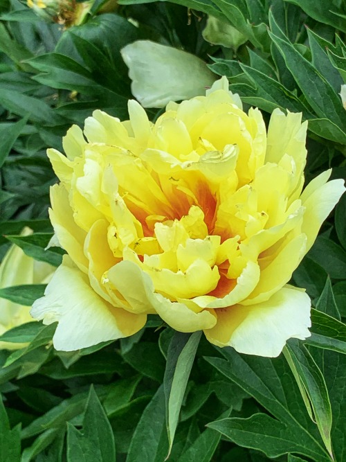 White, Pink and Yellow Peonies Photographed on a Walk Last Week, Fairfax, 2020.Peonies die whenever 