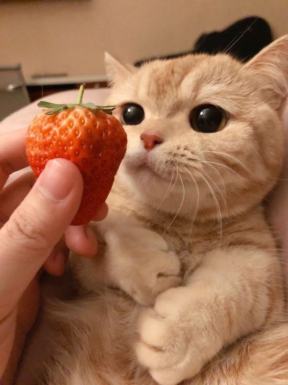 strawberry kitten =)))  Silly cats, Cute cats, Cat memes