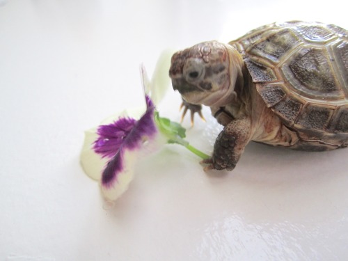 thewhimsyturtle:  November Nostalgia  Back in July, Mommy came across a bunch of pansies while she was out and about.  She picked one just for me!  I was so excited I stuffed my face like there was no tomorrow! 