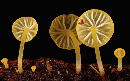 nubbsgalore:  a mushroom rainbow to put the fun in fungi. cause they don’t need psilocybin to be magic. and though some mushrooms are coloured as a toxicity warning to predators, many others are brightly coloured to instead attract potential spore