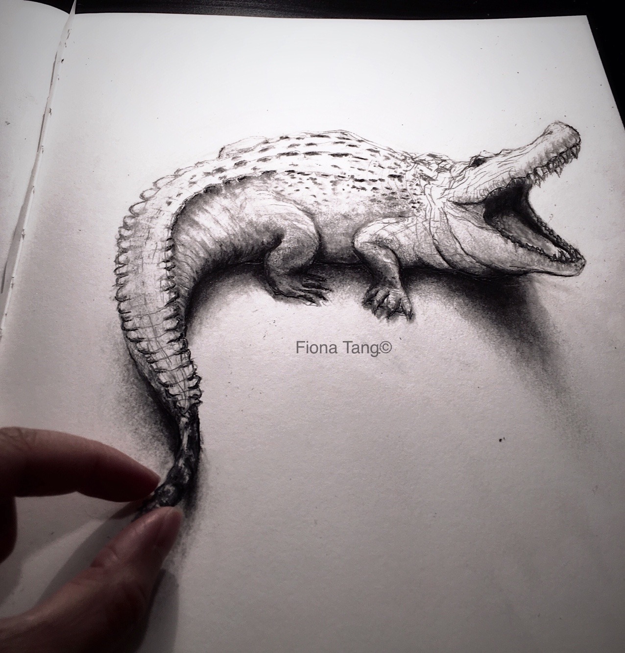 Crocodile pencil drawing by smartestatm on DeviantArt