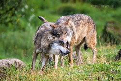 her-wolf:     Wolf pack behavior by  Dalia