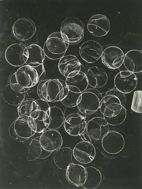 gacougnol:Otto DreseUntitled 1950’s