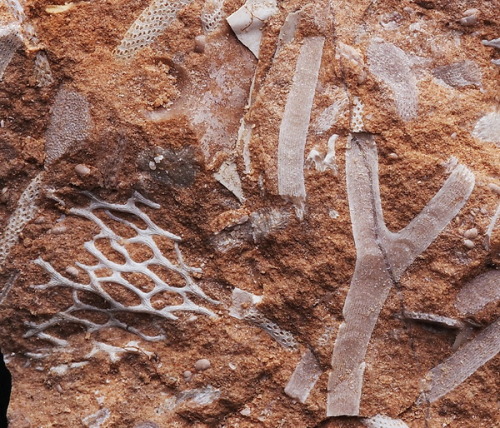bijoux-et-mineraux:Bryozoans (moss animals) Middle Ordovician Kukruse Stage from Khotla Jarve, Eston