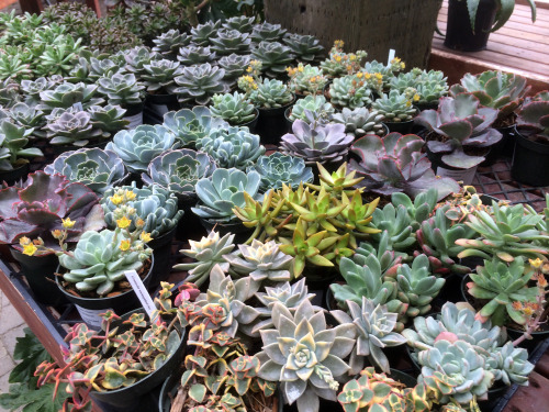 cactguy:Succulent selection @ Shoal Creek Nursery, in Austin, Texas.Best of all time: #4