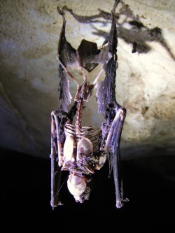 congenitaldisease:  A dead bat still hanging