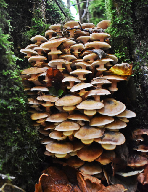 Honey Fungus Armillaria Ostoyae 
