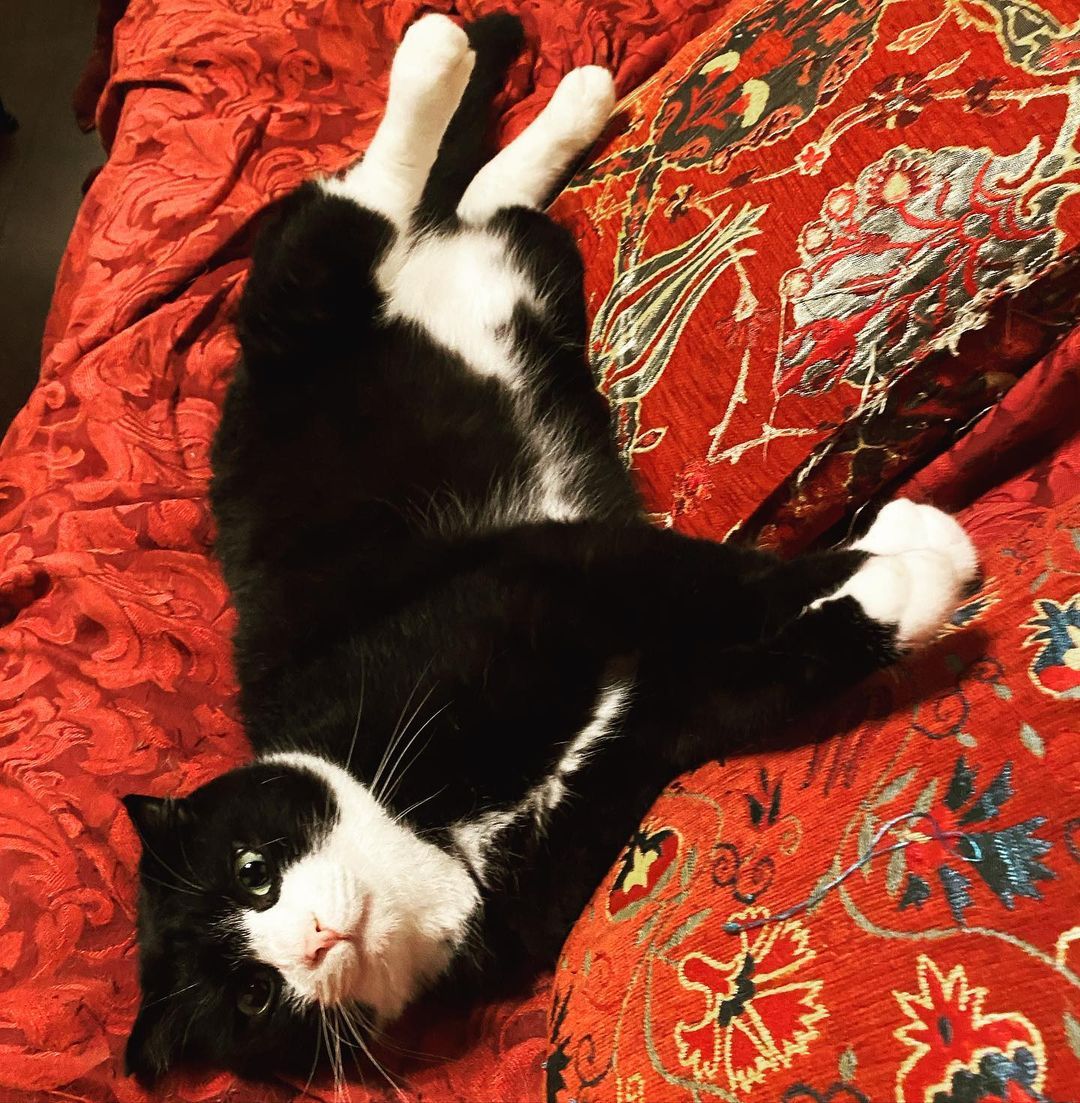 アウトロー気取りの黒猫 とりあえずビールで アウトロー気取りの黒猫 とりあえずビールで