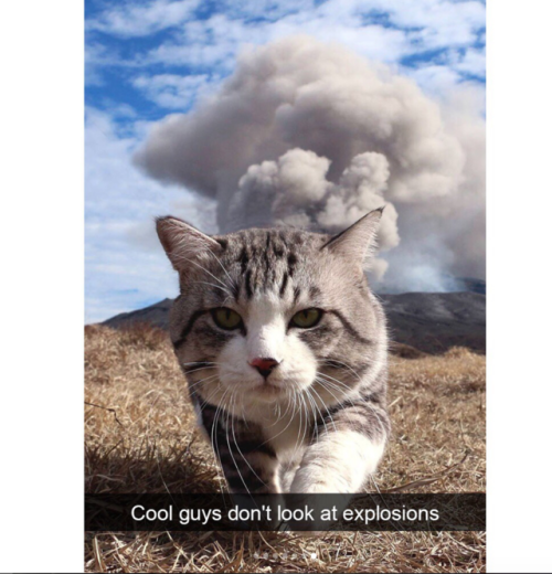 justcatposts:Cat snaps