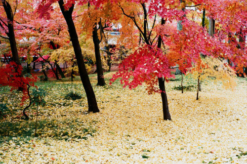 fuckyeahjapanandkorea:  永観堂 Eikando,Kyoto (by BERT DESIGN)