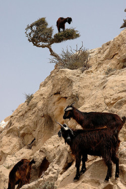 fabforgottennobility:  Goats in Argan Tree, near Essaouira, Morocco by Robbie’s Photo Art on Flickr.