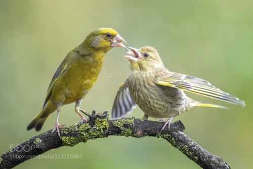Hungry&hellip; by avzon
