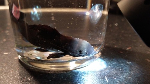 If anyone knows what species this black eyeless hoplo catfish thing is, I’d love to know so I can ge