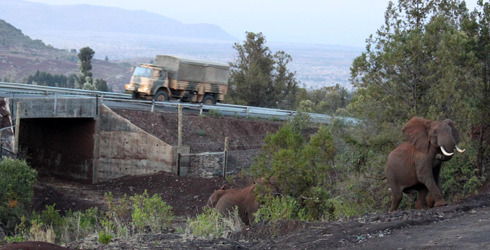 wildlife-pirate:Wildlife corridorsHabitat fragmentation is a major contributor to