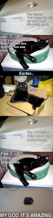 georgetakei: Cats. The box stops here. Source: Awwww Pets!
