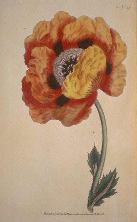 smithsonianlibraries: Florals? For Spring?Groundbreaking. (1)   John Lewis Childs. 18