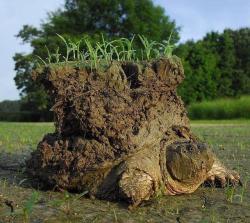 twitchyyy: attrip:  冬眠から覚めた亀。背中に土に草が生えてるｗｗｗｗ