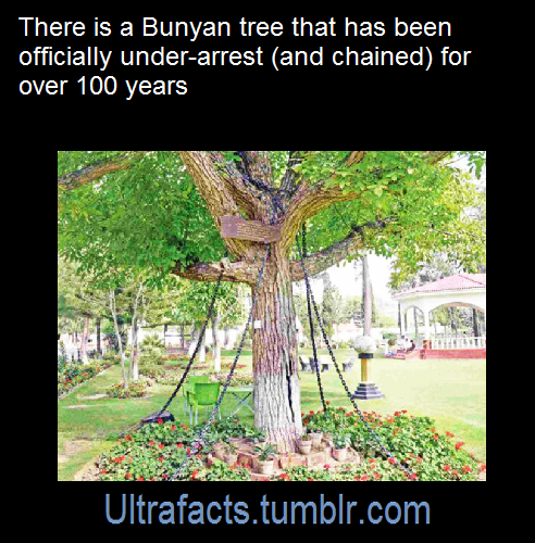 nooneslover:  ceescedasticity:  catflowerqueen:  ultrafacts:    The tree was put under arrest  in 1898, when a British army officer, James Squid, under the influence of alcohol, thought that the tree was moving towards him. Threatened by the tree’s