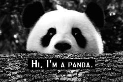asomeoneblr:  Fuck the world I’m panda!  so deep pic