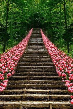 mistymorrning:   Tulip Stairs ,Kyoto ,Japan