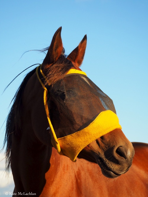 Most Arabian horse enthusiasts know one of the legends of Al Khamsa, the five foundation mares of th