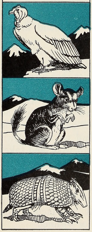 Animals that Darwin saw in South America: condor, chinchilla, armadillo. Our Ways of Living: Richer Ways of Living. 1937....