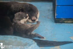 maggielovesotters:  Wanting to stay close to mum…  Source:http://photozou.jp/photo/show/300340/221534835