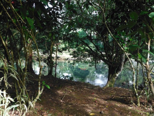 eaumygold:I really miss the jungle. A lot.