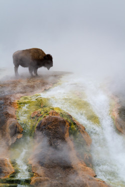 wonderous-world:  Excelsior Bison by Melanie