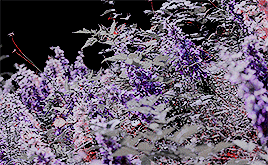 blushingokoye:In Roman mythology, Flora (Latin: Flōra) is a Sabine-derived goddess – a symbol for na