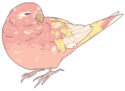 project-bird-empire:  Borb of the Week! this