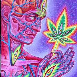 cannabis opens up your mind