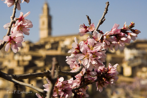 useless-catalanfacts:Un ametler a Bocairent (País Valencià), an almond tree in Bocairent (Valencian 