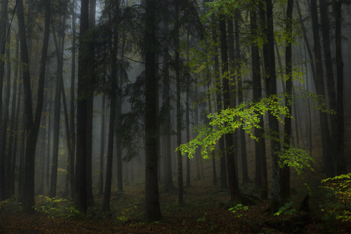 november-photos:Green leaves