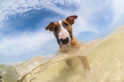 handsomedogs:  This is Cane! Standard bull terrier who surprisingly LOVES the water. - @tailored-th