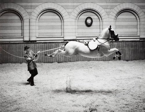 joeinct:Spanish Riding School, Vienna, Photo by Hans Hammarskiöld, 1952