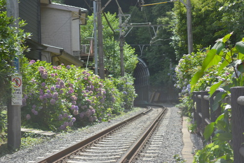 紫陽花に囲まれて。