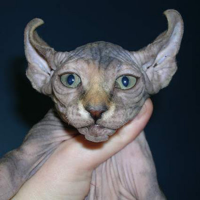 odditiesoflife:Bizarre Breeds of Hairless CatsSphynx Cat — Sphynx cats came about when a single hair