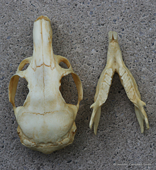 I took some photos of a replica viscacha skull that is in a collection I manage for my university.  