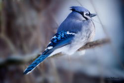 earthlynation:  (via 500px / Un geai bleu sur la branche by Andre Villeneuve)